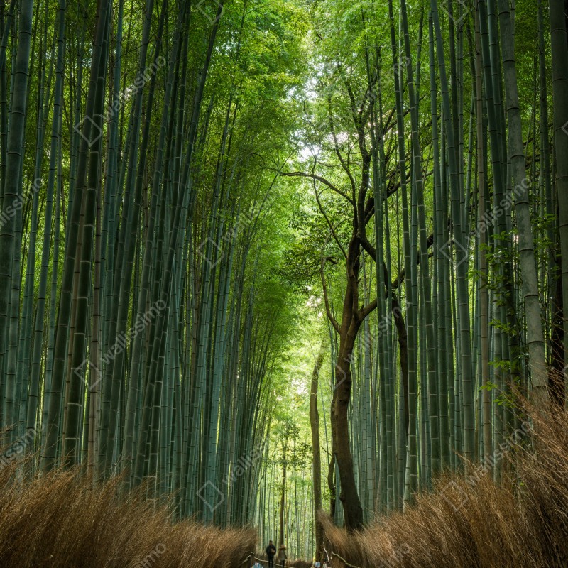 Naklejka na drzwi spokojna alejka w bambusowym gaju – Wallissimo® Naklejka na drzwi spokojna alejka w bambusowym gaju – Wallissimo®