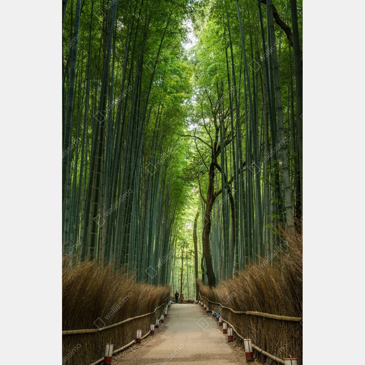 Naklejka na drzwi spokojna alejka w bambusowym gaju – Wallissimo® Naklejka na drzwi spokojna alejka w bambusowym gaju – Wallissimo®