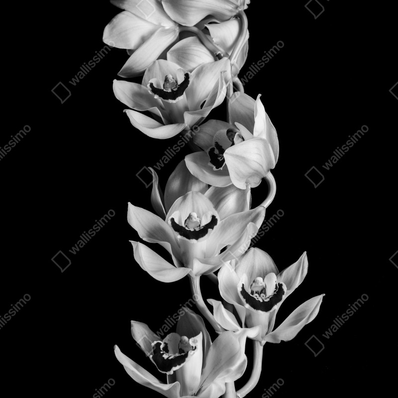 Naklejka na drzwi elegancka monochromatyczna gałąź orchidei – Wallissimo® Naklejka na drzwi elegancka monochromatyczna gałąź orchidei – Wallissimo®