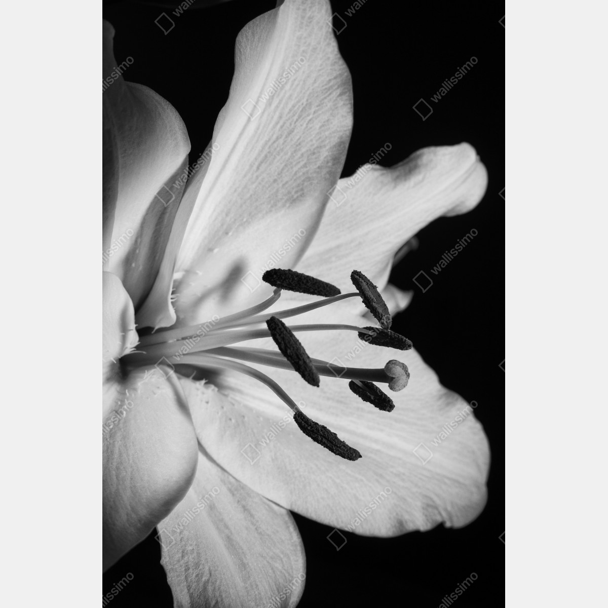 Naklejka na drzwi monochromatyczna lilia zbliżenie – Wallissimo® Naklejka na drzwi monochromatyczna lilia zbliżenie – Wallissimo®