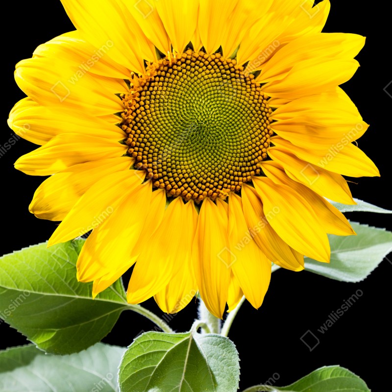 Naklejka na drzwi jaskrawy słonecznik na czarnym tle – Wallissimo® Naklejka na drzwi jaskrawy słonecznik na czarnym tle – Wallissimo®