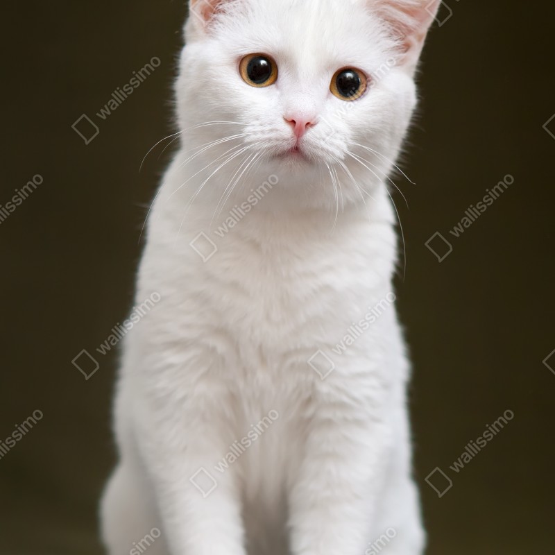 Naklejka na drzwi uroczy portret białego kota – Wallissimo® Naklejka na drzwi uroczy portret białego kota – Wallissimo®