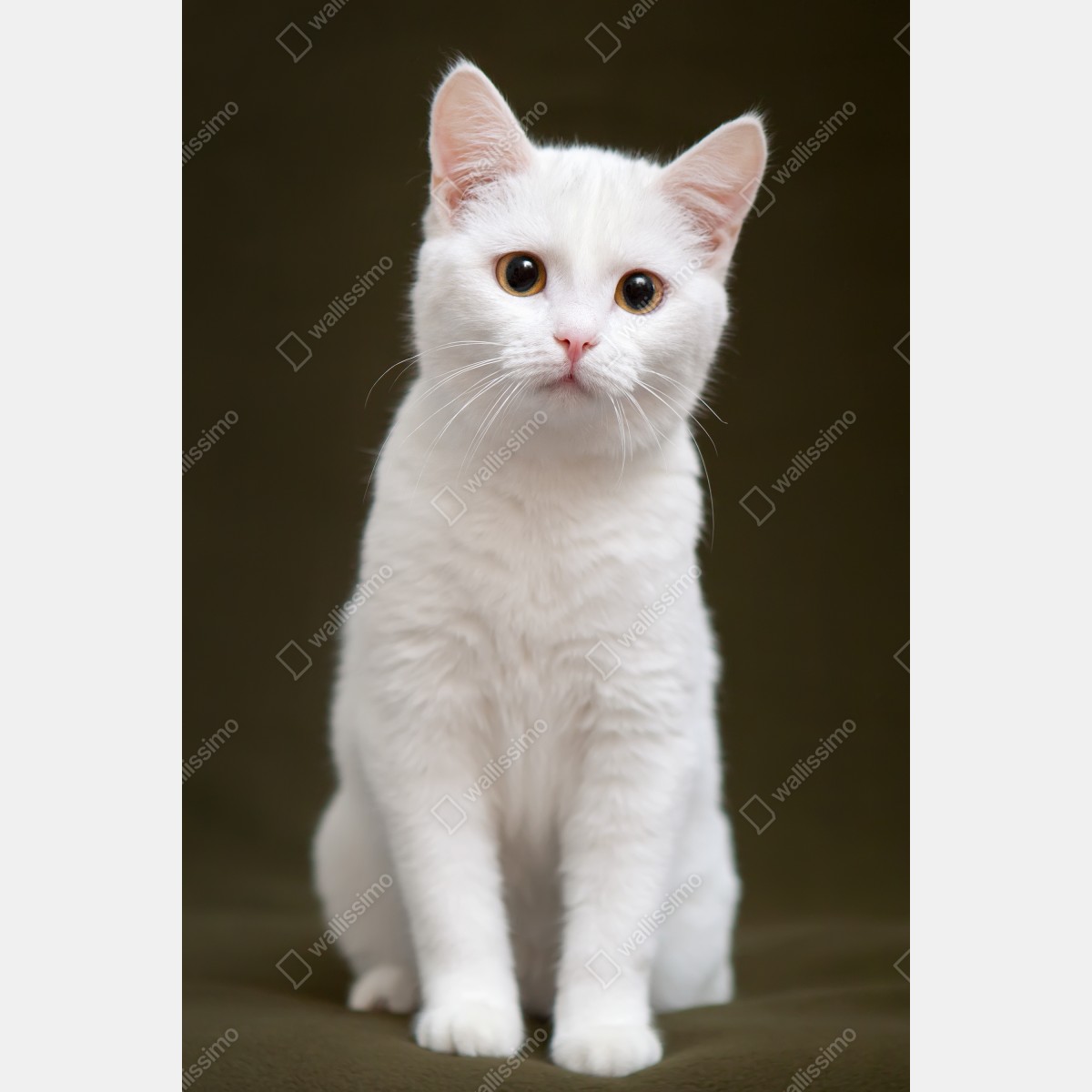 Naklejka na drzwi uroczy portret białego kota – Wallissimo® Naklejka na drzwi uroczy portret białego kota – Wallissimo®