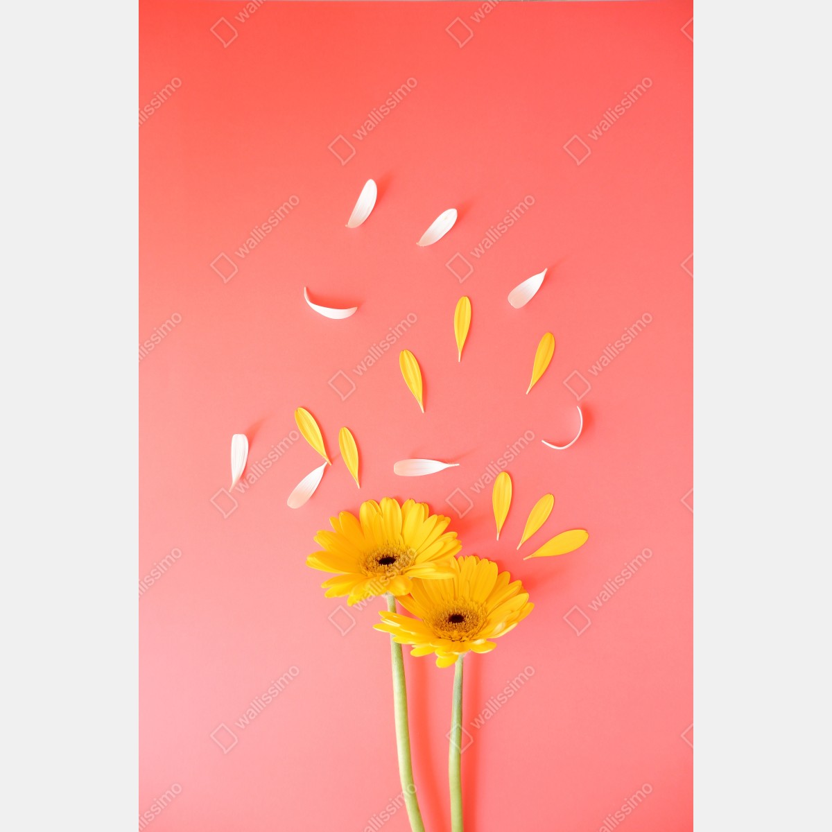 Naklejka na lodówkę słoneczne żółte gerbery na koralowym tle – Wallissimo® Naklejka na lodówkę słoneczne żółte gerbery na koralowym tle – Wallissimo®