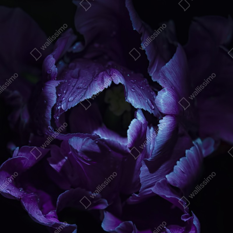 Naklejka na lodówkę fioletowy tulipan w ultrafiolecie – Wallissimo® Naklejka na lodówkę fioletowy tulipan w ultrafiolecie – Wallissimo®