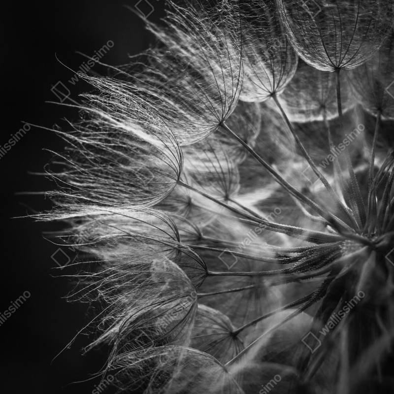 Naklejka na lodówkę delikatny puch dmuchawca w monochromie – Wallissimo® Naklejka na lodówkę delikatny puch dmuchawca w monochromie – Wallissimo®