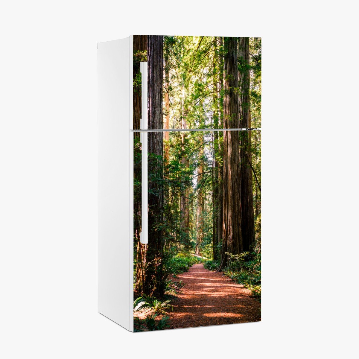 Fridge sticker majestic redwood forest trail – Wallissimo®