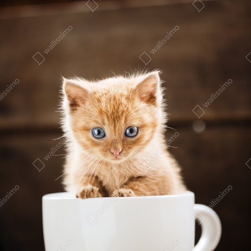 Naklejka na lodówkę rudy kociak w filiżance – Wallissimo® Naklejka na lodówkę rudy kociak w filiżance – Wallissimo®