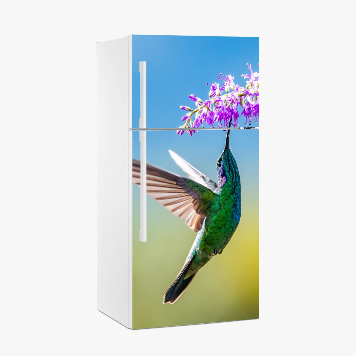 Fridge sticker vibrant hummingbird and purple blossom – Wallissimo®