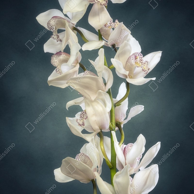 Naklejka na lodówkę delikatne białe storczyki na stonowanym tle – Wallissimo® Naklejka na lodówkę delikatne białe storczyki na stonowanym tle – Wallissimo®