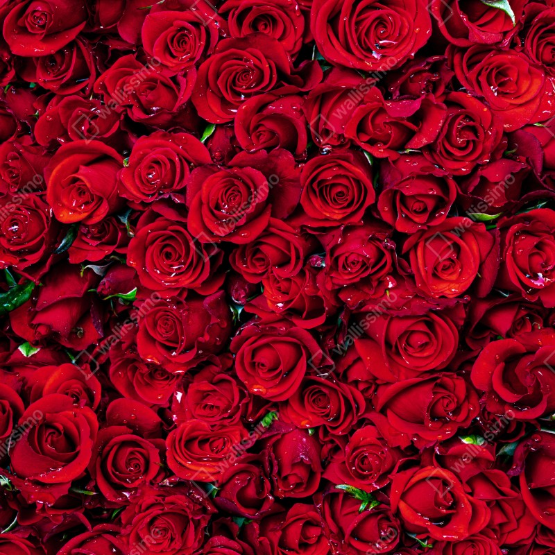 Naklejka na lodówkę gęsta ściana czerwonych róż – Wallissimo® Naklejka na lodówkę gęsta ściana czerwonych róż – Wallissimo®