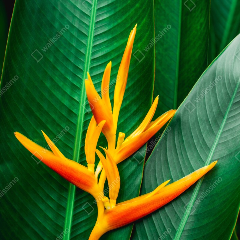 Naklejka na lodówkę żywa heliconia na zielonych liściach – Wallissimo® Naklejka na lodówkę żywa heliconia na zielonych liściach – Wallissimo®