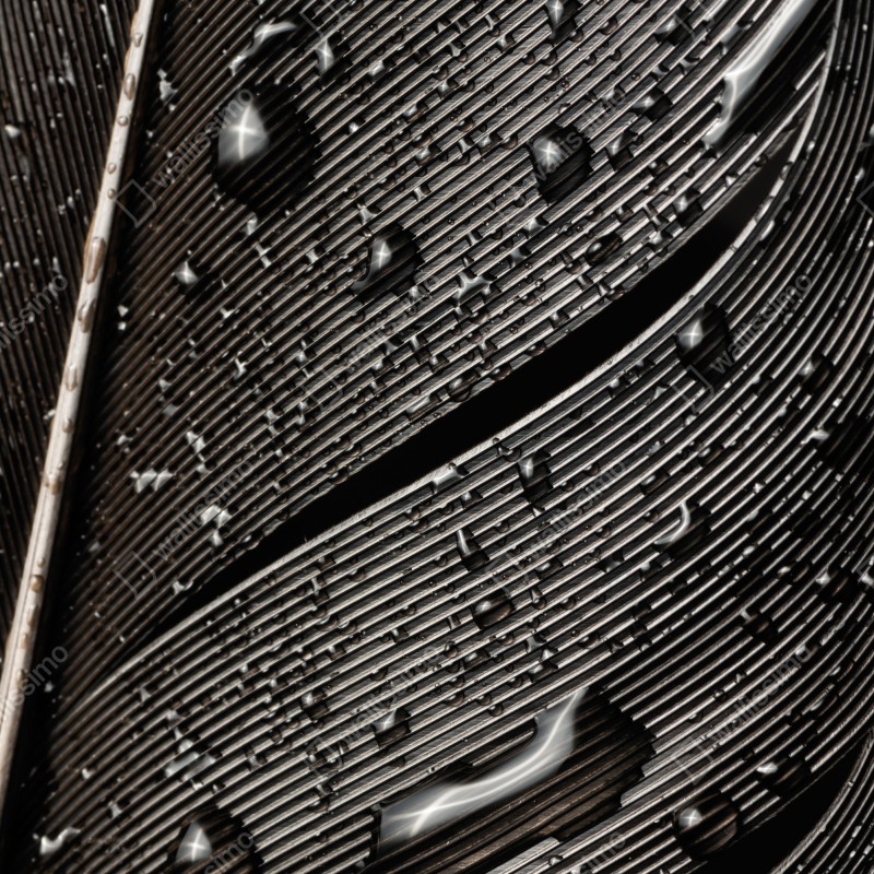 Naklejka na lodówkę czarno-białe pióro z kroplami wody – Wallissimo® Naklejka na lodówkę czarno-białe pióro z kroplami wody – Wallissimo®