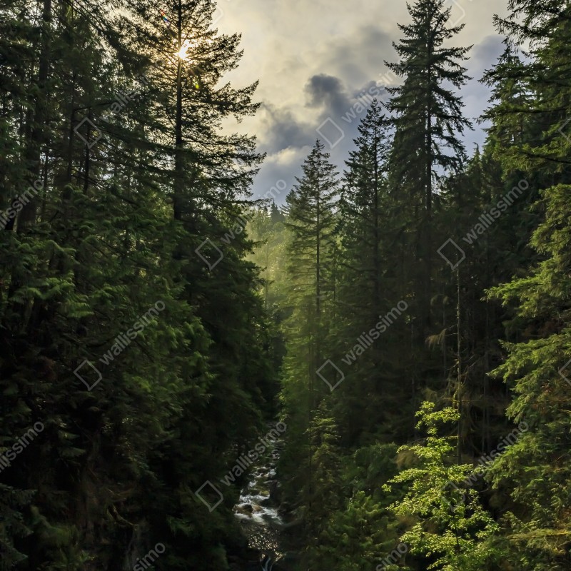 Naklejka na lodówkę mglisty iglasty las z wodospadem – Wallissimo® Naklejka na lodówkę mglisty iglasty las z wodospadem – Wallissimo®