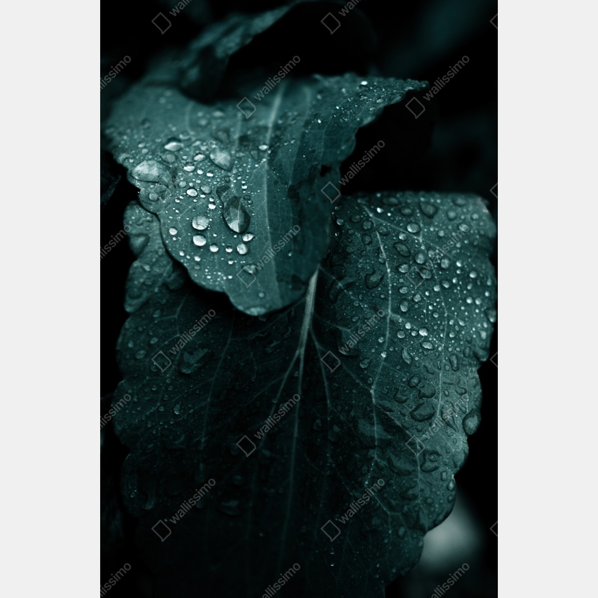 Naklejka na lodówkę krople rosy na liściach – Wallissimo® Naklejka na lodówkę krople rosy na liściach – Wallissimo®