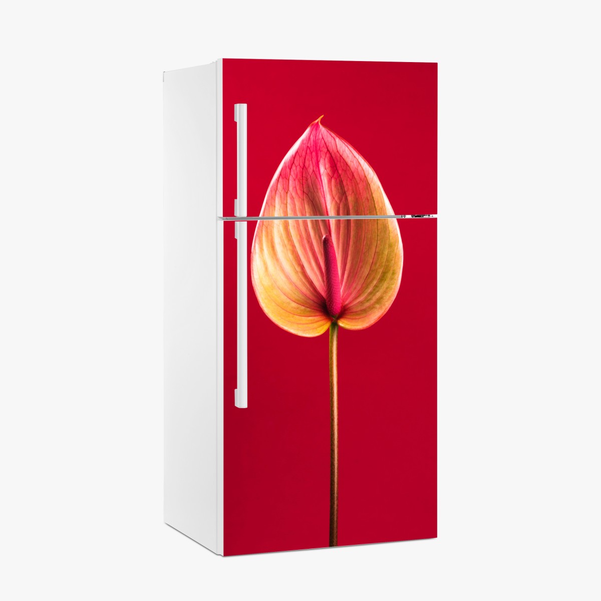 Fridge sticker elegant anthurium on red background – Wallissimo®