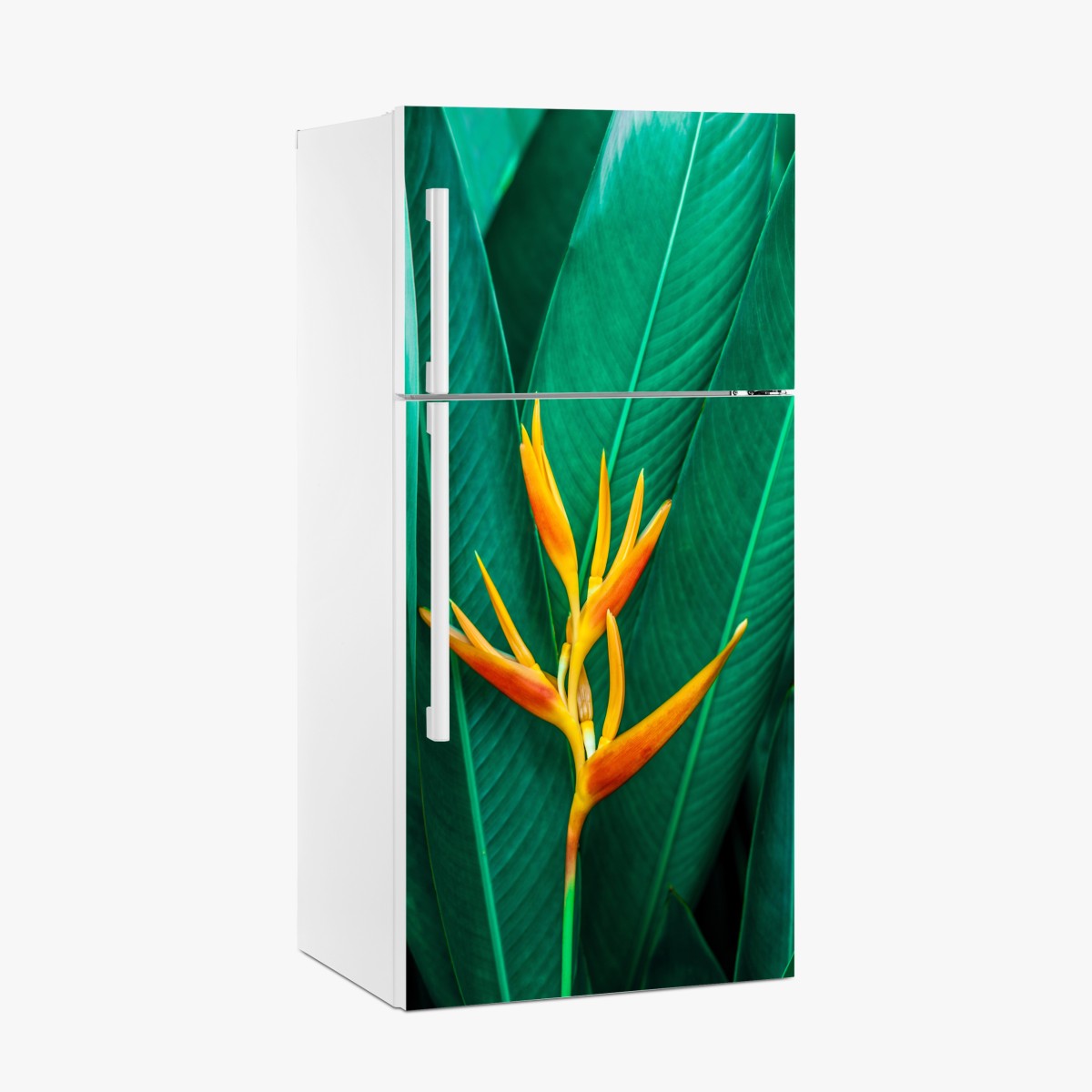 Fridge sticker vibrant tropical bird of paradise bloom – Wallissimo®