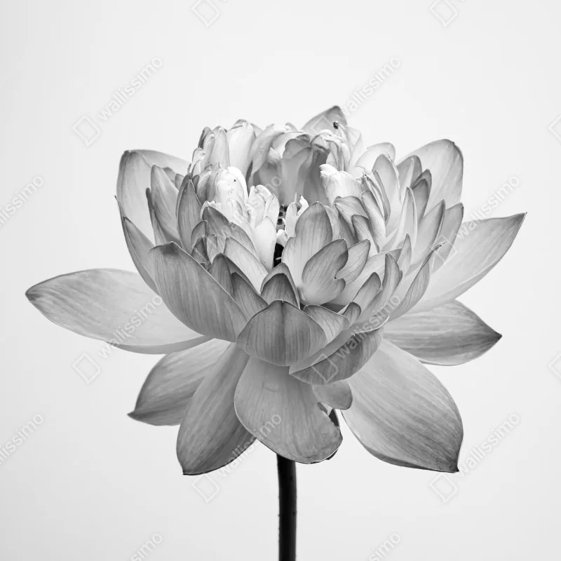 Naklejka na lodówkę spokojny lotos w odcieniach szarości – Wallissimo® Naklejka na lodówkę spokojny lotos w odcieniach szarości – Wallissimo®