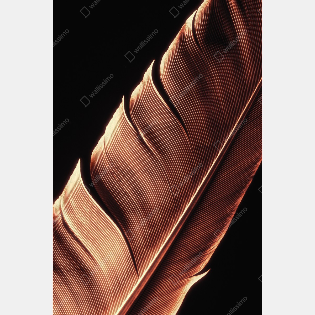 Naklejka na lodówkę złote pióro makro na czarnym tle – Wallissimo® Naklejka na lodówkę złote pióro makro na czarnym tle – Wallissimo®