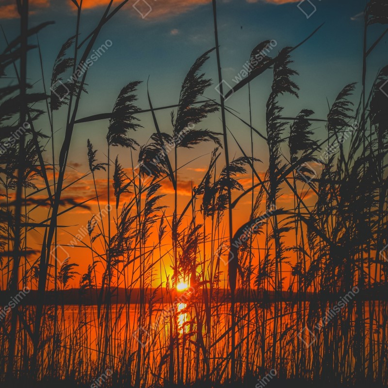 Naklejka na lodówkę zachód słońca nad jeziorem z sitowiem w sylwecie – Wallissimo® Naklejka na lodówkę zachód słońca nad jeziorem z sitowiem w sylwecie – Wallissimo®