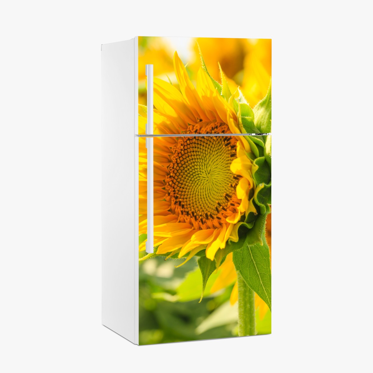 Fridge sticker sunflower bloom close-up – Wallissimo®