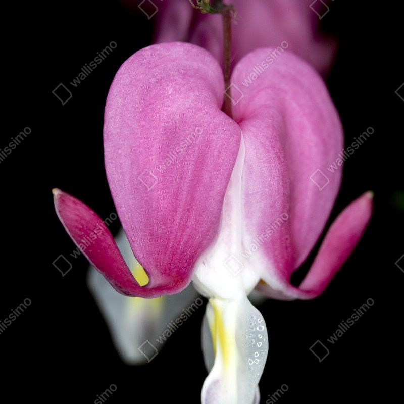 Naklejka na lodówkę delikatne różowe serduszko zbliżenie kwiatowe – Wallissimo® Naklejka na lodówkę delikatne różowe serduszko zbliżenie kwiatowe – Wallissimo®