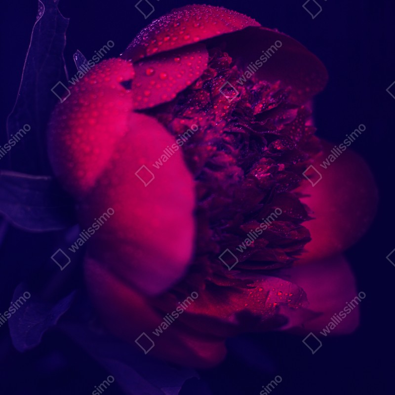 Naklejka na lodówkę nastrojowa różowa piwonia zbliżenie – Wallissimo® Naklejka na lodówkę nastrojowa różowa piwonia zbliżenie – Wallissimo®