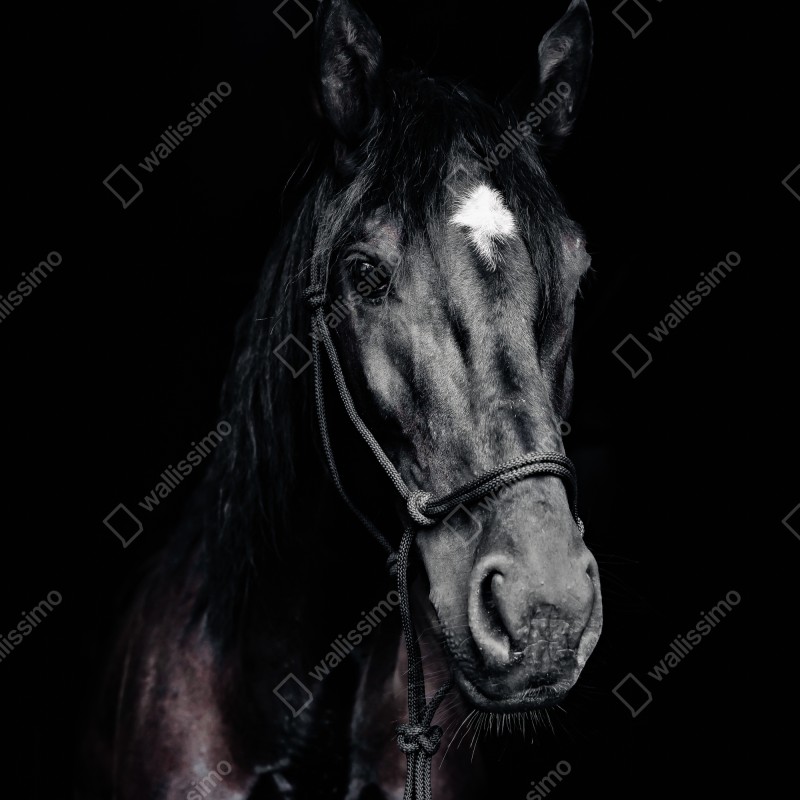 Naklejka na lodówkę majestatyczny portret konia – Wallissimo® Naklejka na lodówkę majestatyczny portret konia – Wallissimo®