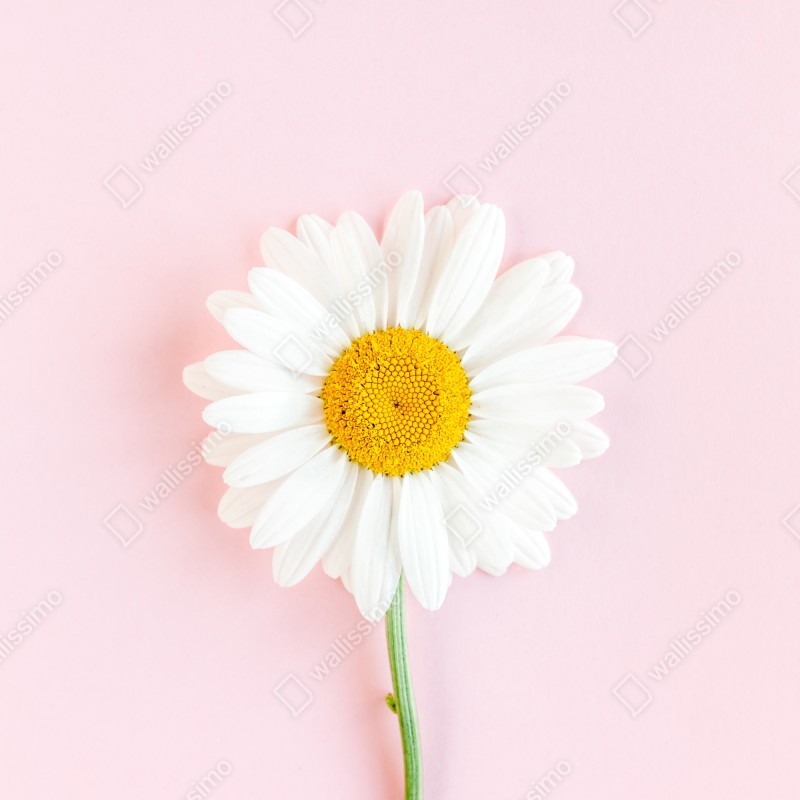 Naklejka na lodówkę biała stokrotka na pastelowym różowym tle – Wallissimo® Naklejka na lodówkę biała stokrotka na pastelowym różowym tle – Wallissimo®