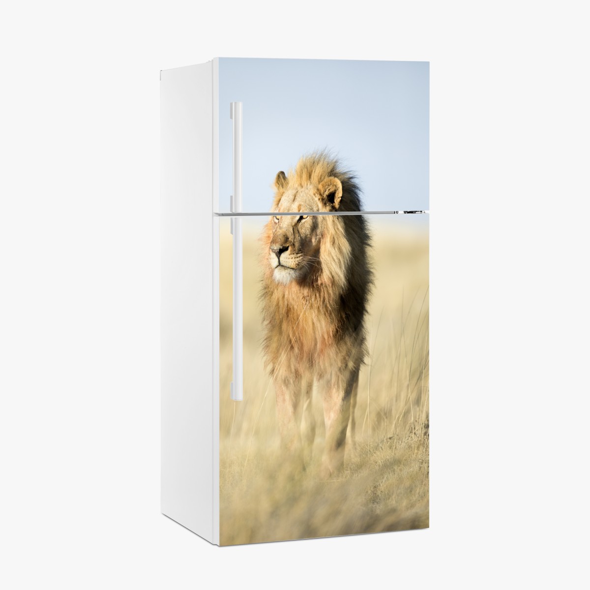Fridge sticker majestic African lion in grassland – Wallissimo®