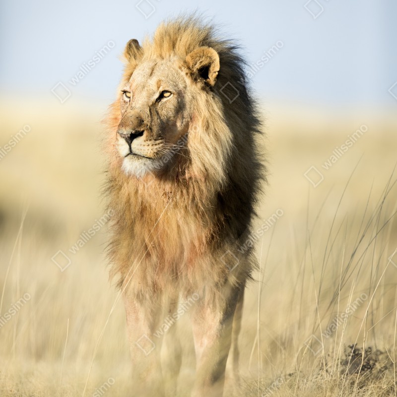Naklejka na lodówkę majestatyczny lew na sawannie – Wallissimo® Naklejka na lodówkę majestatyczny lew na sawannie – Wallissimo®