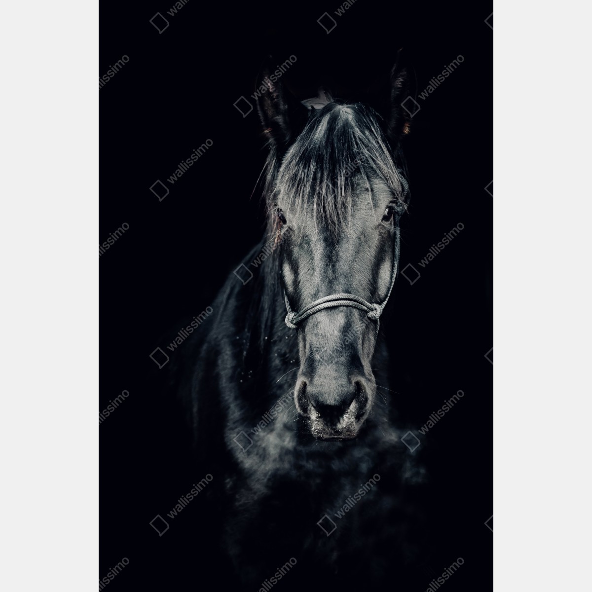 Naklejka na lodówkę majestatyczny czarny portret konia – Wallissimo® Naklejka na lodówkę majestatyczny czarny portret konia – Wallissimo®