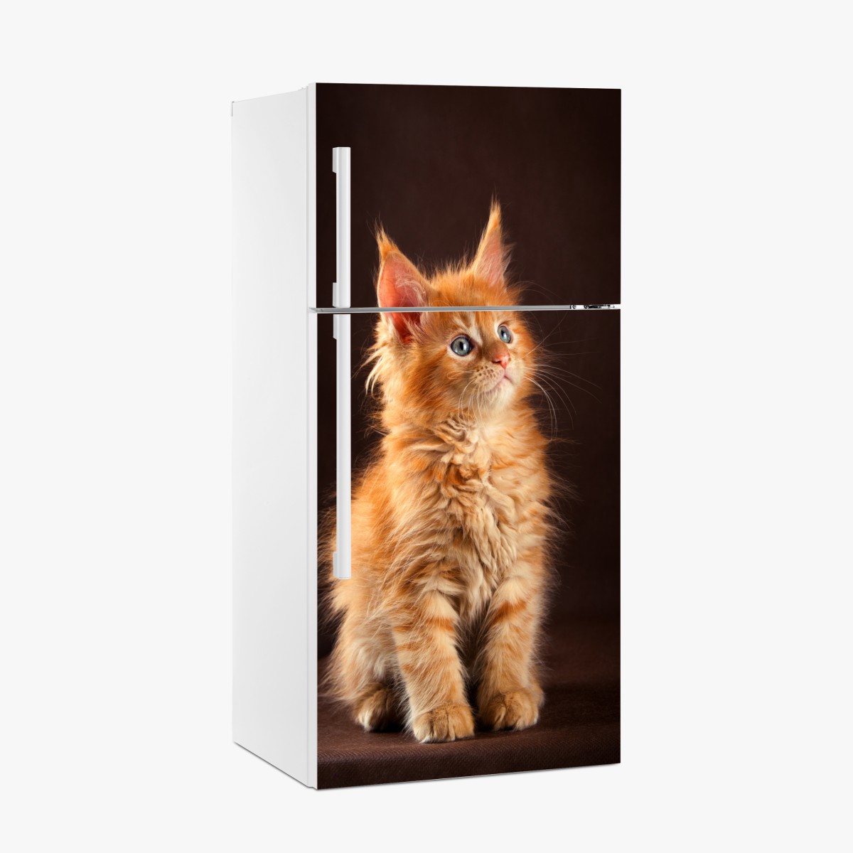 Fridge sticker curious ginger kitten portrait – Wallissimo®
