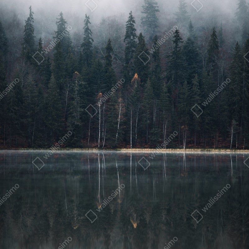 Naklejka na lodówkę mglista refleksja w lesie – Wallissimo® Naklejka na lodówkę mglista refleksja w lesie – Wallissimo®