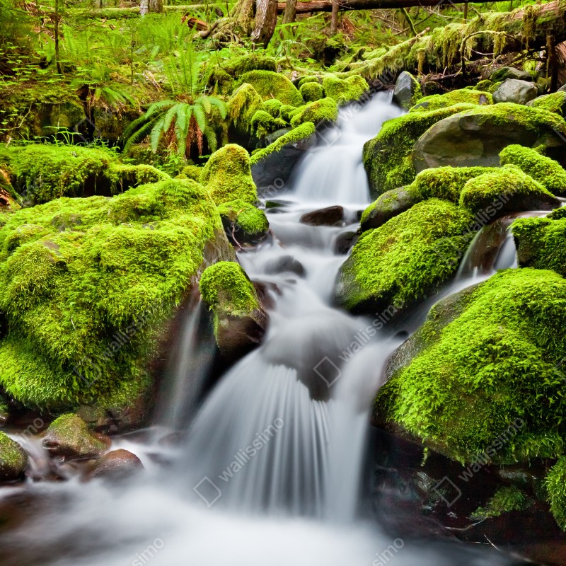 Naklejka na lodówkę mechowy strumień przy Sol Duc Falls – Wallissimo® Naklejka na lodówkę mechowy strumień przy Sol Duc Falls – Wallissimo®