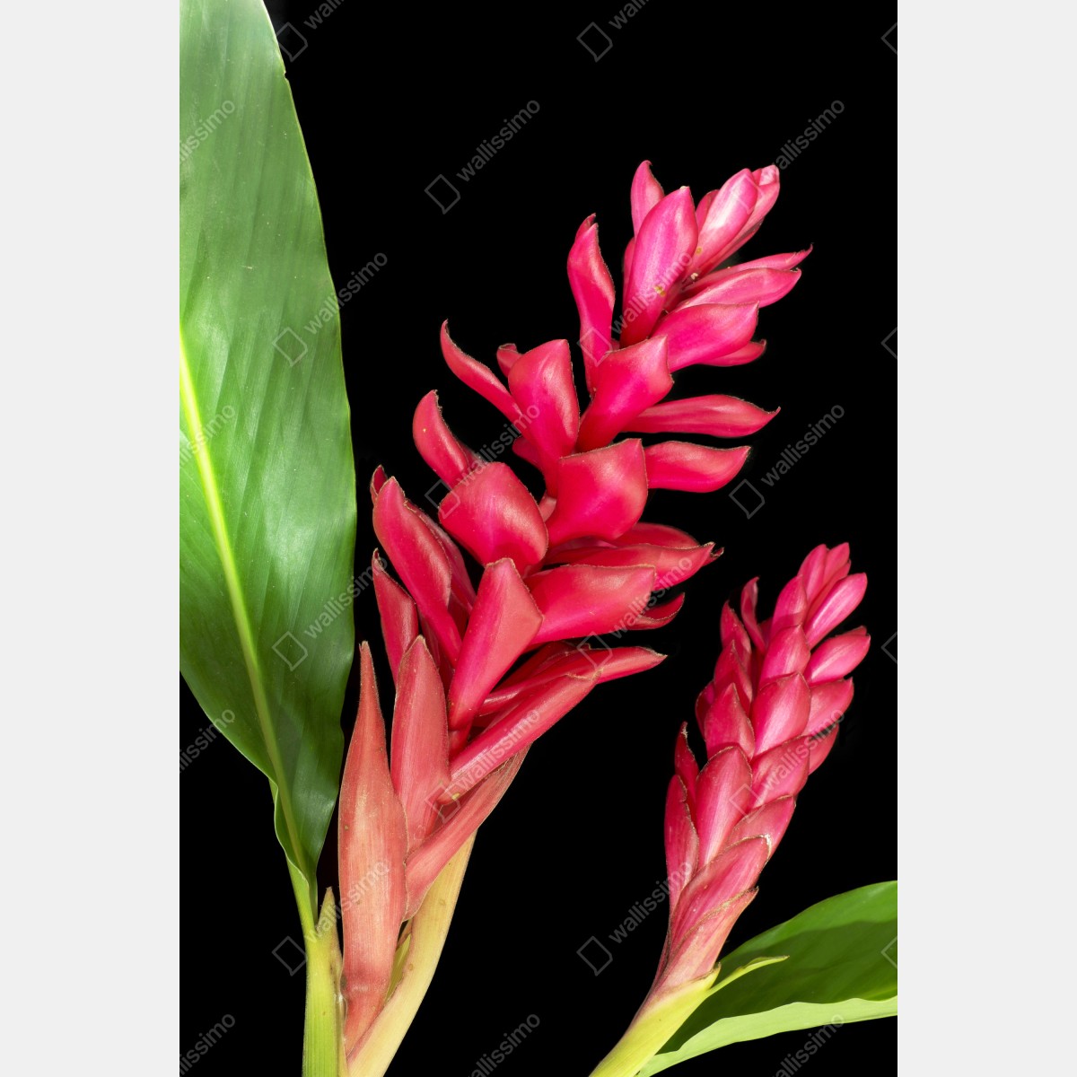 Naklejka na lodówkę żywy kwiat ognia na czarnym tle – Wallissimo® Naklejka na lodówkę żywy kwiat ognia na czarnym tle – Wallissimo®