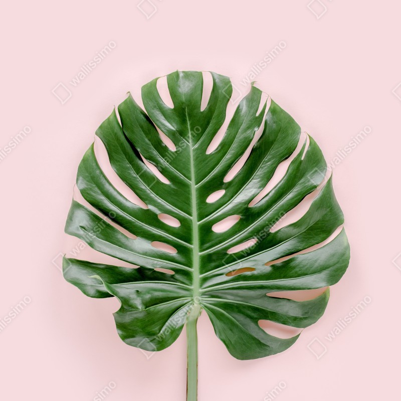 Naklejka na lodówkę liść monstera na pastelowym różowym tle – Wallissimo® Naklejka na lodówkę liść monstera na pastelowym różowym tle – Wallissimo®