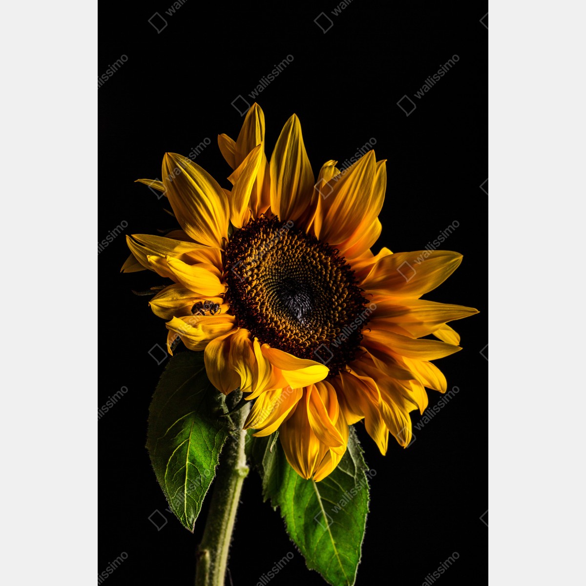 Naklejka na lodówkę złoty słonecznik w zbliżeniu – Wallissimo® Naklejka na lodówkę złoty słonecznik w zbliżeniu – Wallissimo®