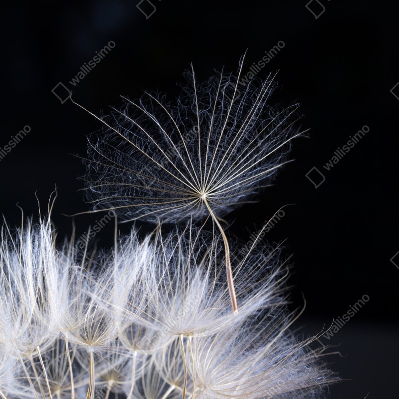 Naklejka na lodówkę delikatne ziarno mniszka na czarnym tle – Wallissimo® Naklejka na lodówkę delikatne ziarno mniszka na czarnym tle – Wallissimo®