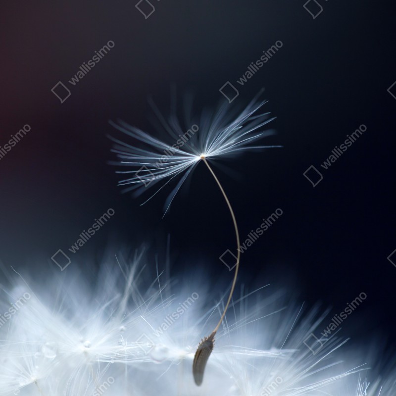 Naklejka na lodówkę delikatne zbliżenie nasiona dmuchawca – Wallissimo® Naklejka na lodówkę delikatne zbliżenie nasiona dmuchawca – Wallissimo®