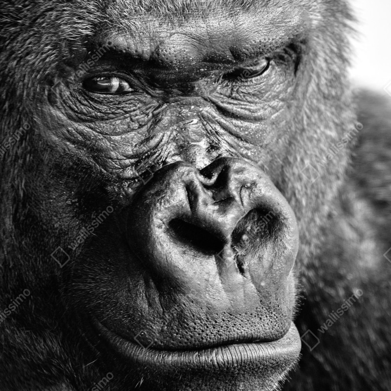 Naklejka na lodówkę intensywny portret goryla w czerni i bieli – Wallissimo® Naklejka na lodówkę intensywny portret goryla w czerni i bieli – Wallissimo®