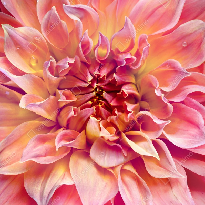 Naklejka na lodówkę różowa dalia w zbliżeniu – Wallissimo® Naklejka na lodówkę różowa dalia w zbliżeniu – Wallissimo®