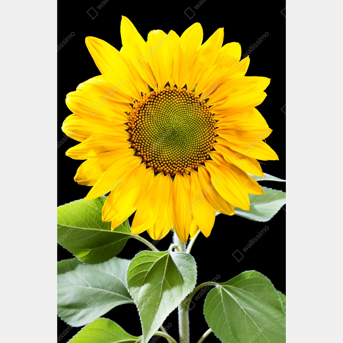 Naklejka na lodówkę jaskrawy słonecznik na czarnym tle – Wallissimo® Naklejka na lodówkę jaskrawy słonecznik na czarnym tle – Wallissimo®