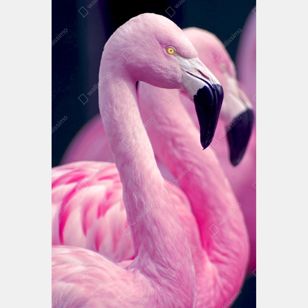 Naklejka na lodówkę delikatny portret różowego flaminga – Wallissimo® Naklejka na lodówkę delikatny portret różowego flaminga – Wallissimo®