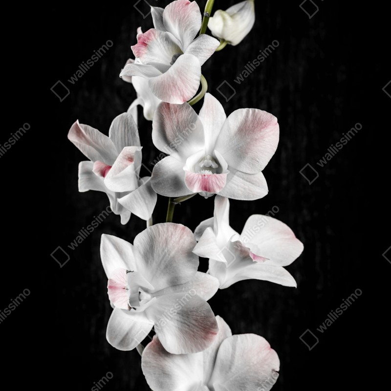 Naklejka na lodówkę biały i różowy storczyk na czarnym tle – Wallissimo® Naklejka na lodówkę biały i różowy storczyk na czarnym tle – Wallissimo®