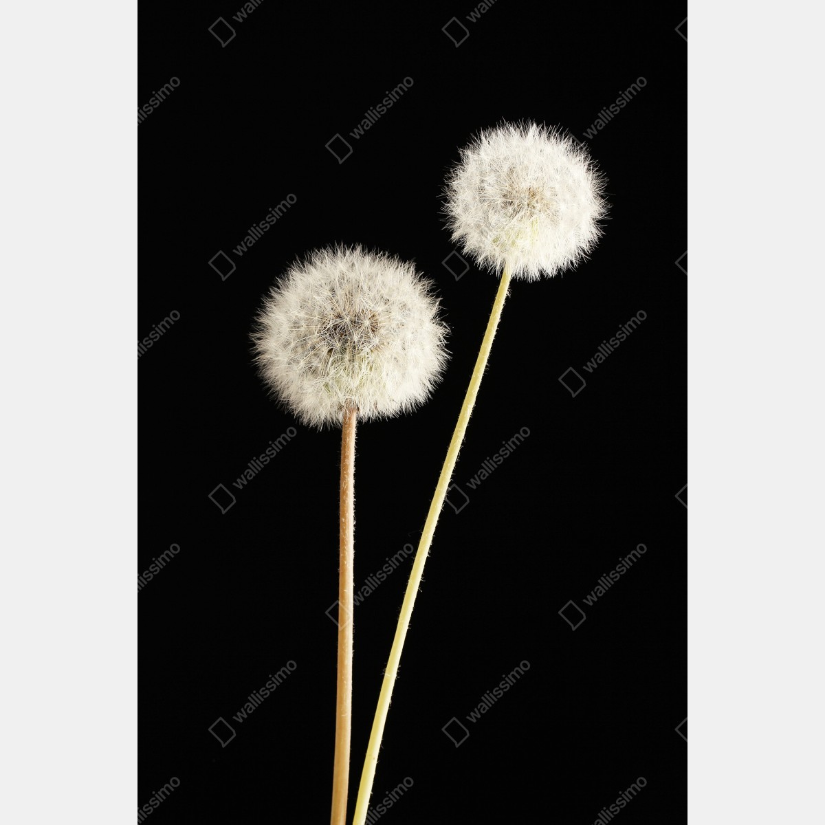 Naklejka na lodówkę delikatne dmuchawce na czarnym tle – Wallissimo® Naklejka na lodówkę delikatne dmuchawce na czarnym tle – Wallissimo®