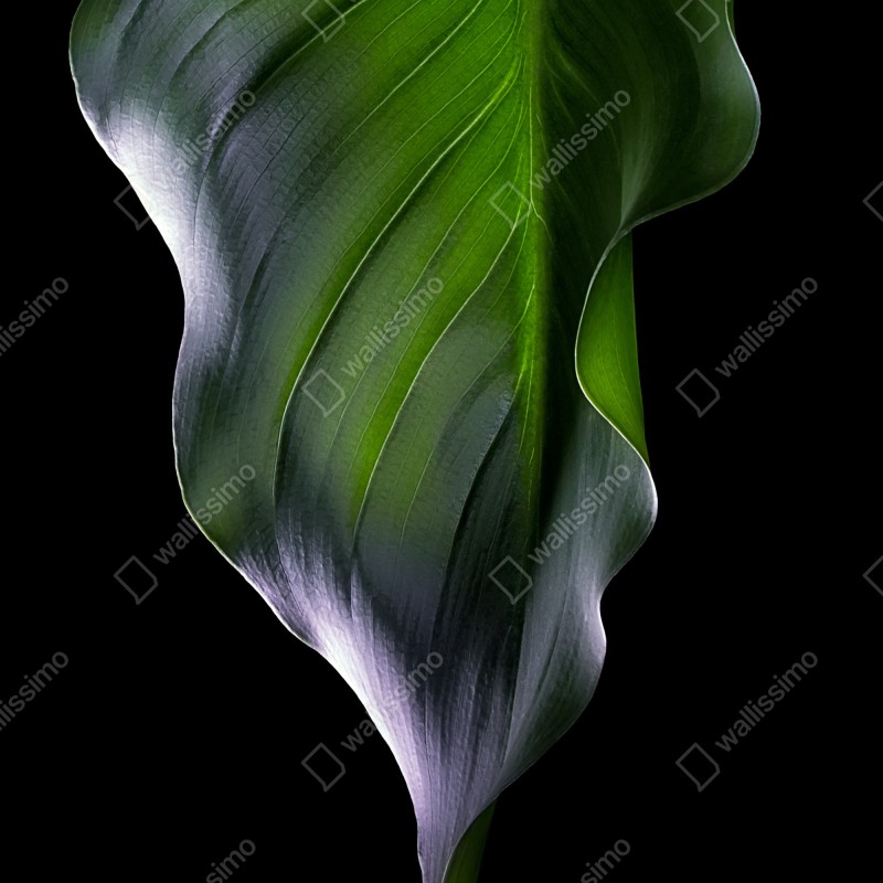 Naklejka na lodówkę elegancki zielony liść na czarnym tle – Wallissimo® Naklejka na lodówkę elegancki zielony liść na czarnym tle – Wallissimo®