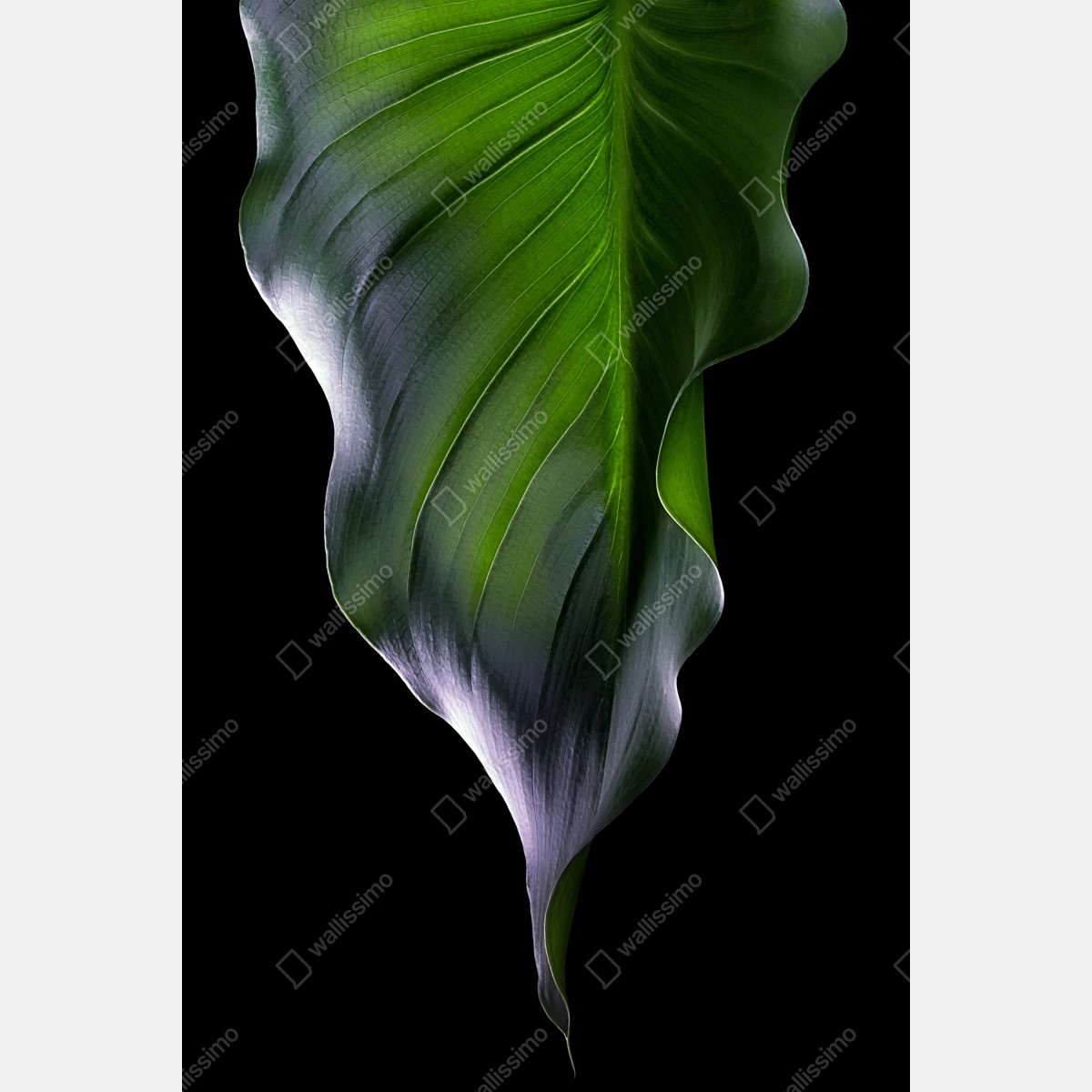 Naklejka na lodówkę elegancki zielony liść na czarnym tle – Wallissimo® Naklejka na lodówkę elegancki zielony liść na czarnym tle – Wallissimo®