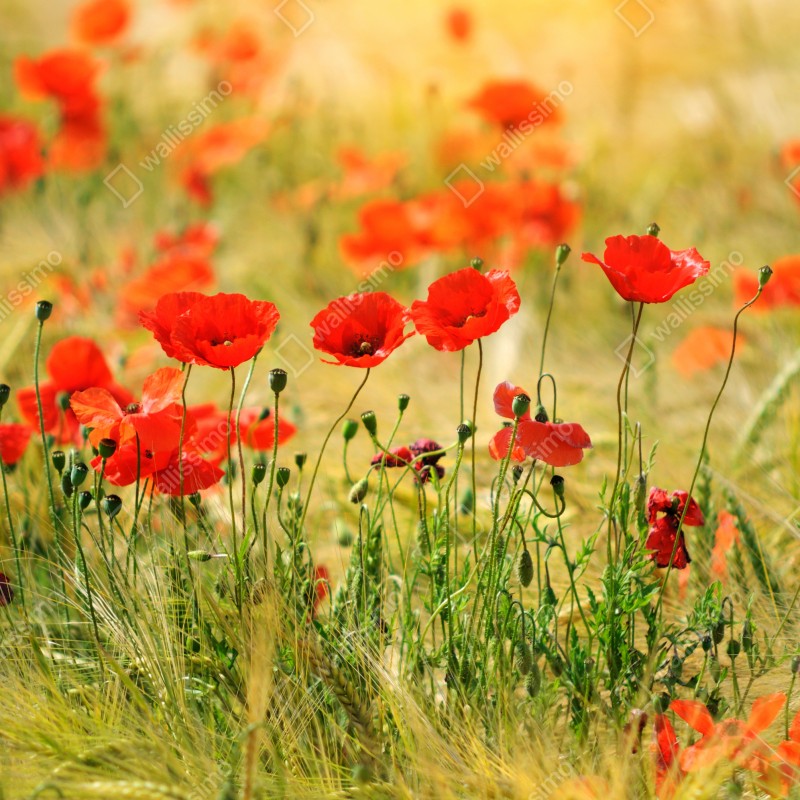 Naklejka na lodówkę łąka czerwonych maków w słońcu – Wallissimo® Naklejka na lodówkę łąka czerwonych maków w słońcu – Wallissimo®