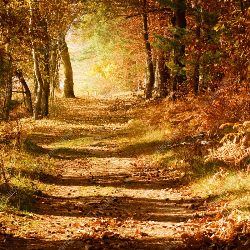 Naklejka na lodówkę jesienna leśna ścieżka ze złotym światłem – Wallissimo® Naklejka na lodówkę jesienna leśna ścieżka ze złotym światłem – Wallissimo®